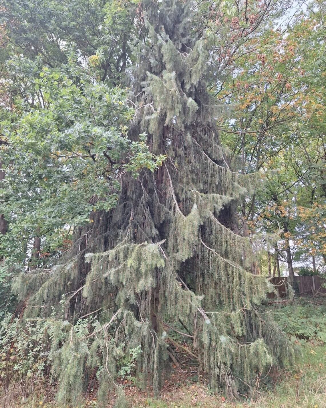 Weeping willow tree with long, trailing branches forming a soft canopy over the ground.