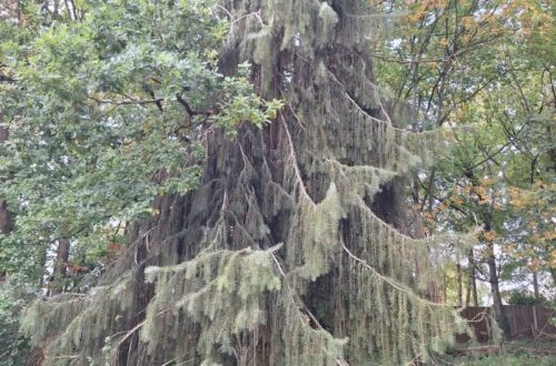 Weeping willow tree with long, trailing branches forming a soft canopy over the ground.