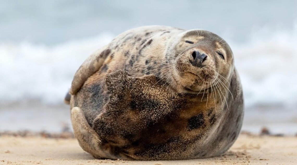 Grey seal resting peacefully on wet sand beside shallow water, with sunlight reflecting across the beach.