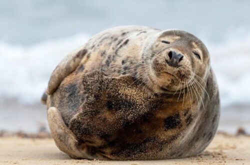 Grey seal resting peacefully on wet sand beside shallow water, with sunlight reflecting across the beach.
