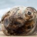 Grey seal resting peacefully on wet sand beside shallow water, with sunlight reflecting across the beach.