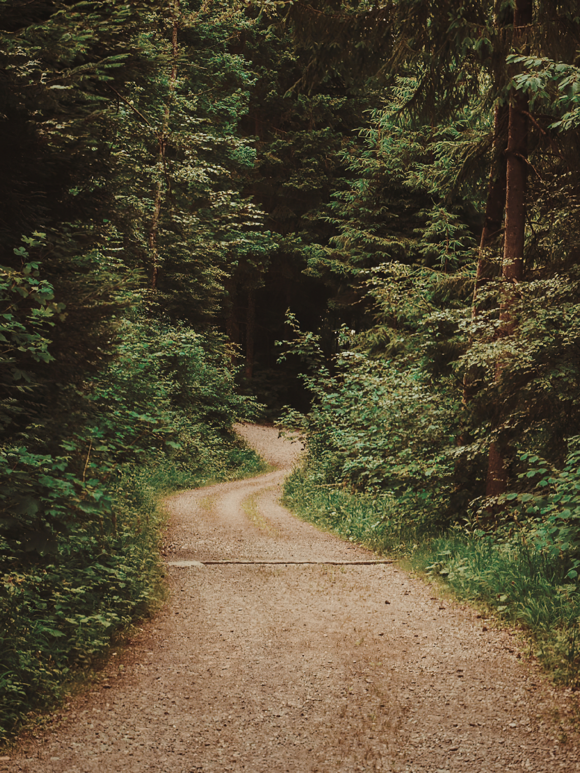 A winding woodland path disappearing into a forest, symbolising the unexpected journey of lifelong friendship described in the poem.