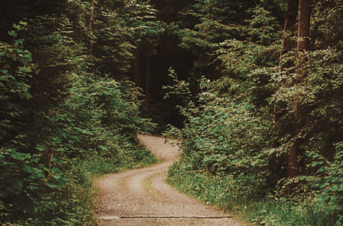 A winding woodland path disappearing into a forest, symbolising the unexpected journey of lifelong friendship described in the poem.