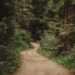 A winding woodland path disappearing into a forest, symbolising the unexpected journey of lifelong friendship described in the poem.